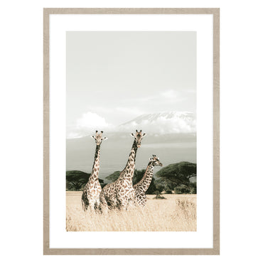 AFRICAN GIRAFFES Tablou