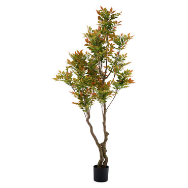 DALBERGIA Copac artificial în ghiveci