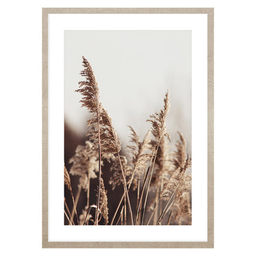 PAMPAS Tablou
