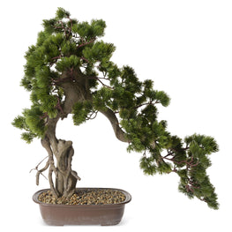 BONSAI Copac artificial în ghiveci, H.66cm