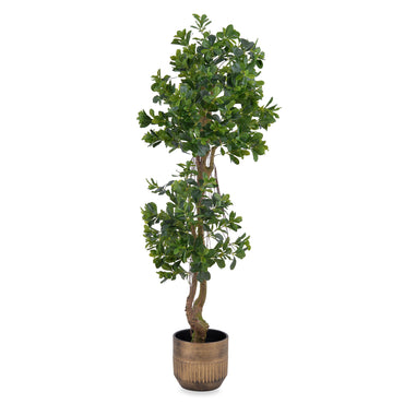 PITTOSPORUM Copac artificial
