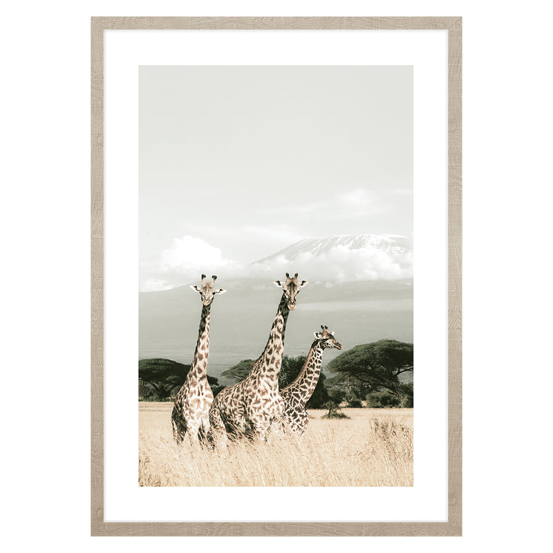 AFRICAN GIRAFFES Tablou