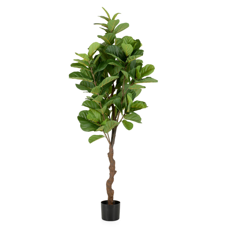 UV-FICUS Copac artificial