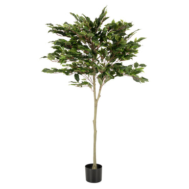 UV-FICUS Copac artificial