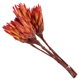 PROTEA Mănunchi fire naturale