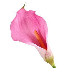 CALLA LILY Floare artificială