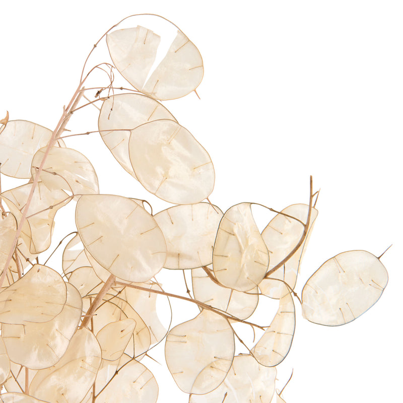 LUNARIA Crenguțe naturale