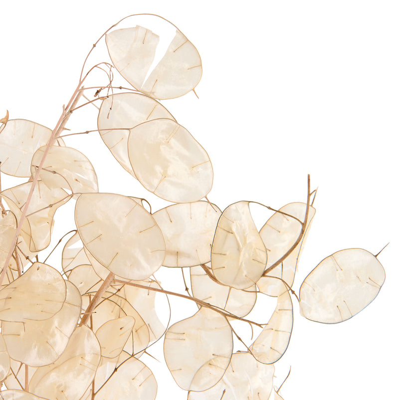 LUNARIA Crenguțe naturale