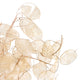 LUNARIA Crenguțe naturale