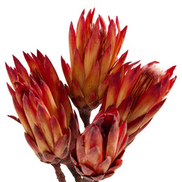 PROTEA Mănunchi fire naturale