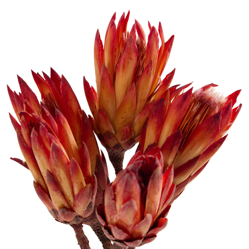 PROTEA Mănunchi fire naturale