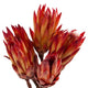 PROTEA Mănunchi fire naturale