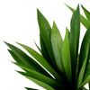 UV-DRACENA Copac artificial