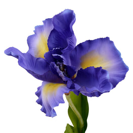 IRIS Floare artificială