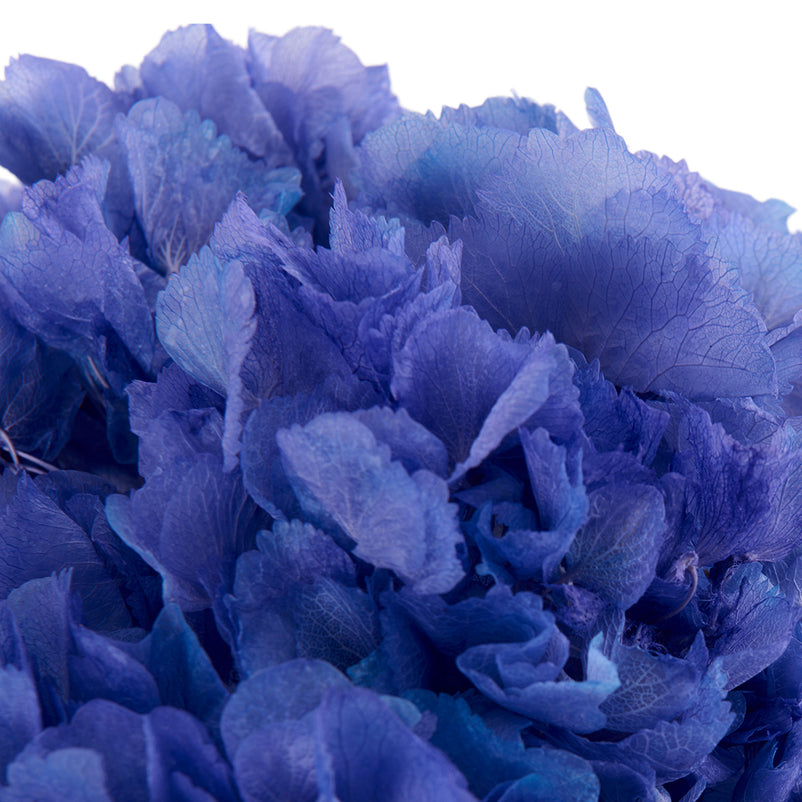 HORTENSIE Floare naturală
