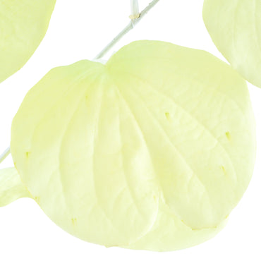 EUCALIPTUS Crenguță artificială