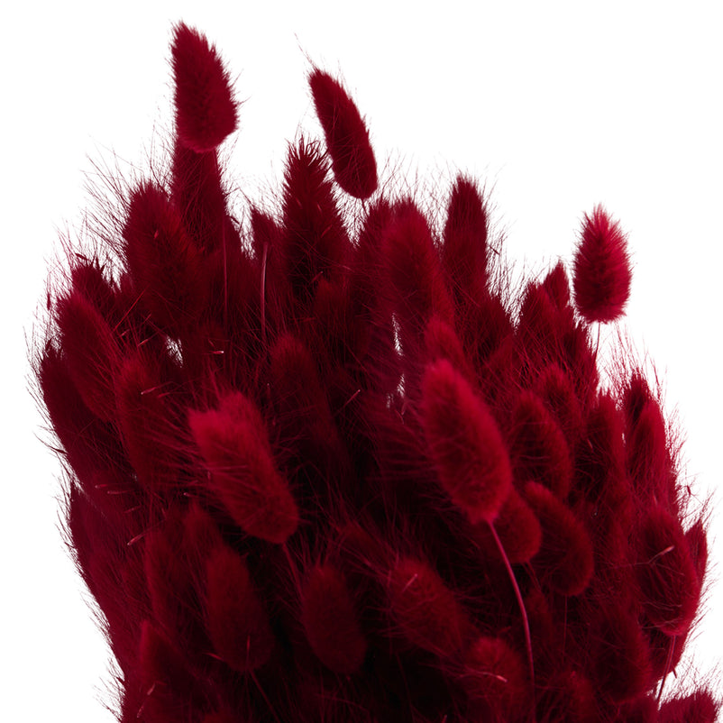 LAGURUS Mănunchi fire naturale