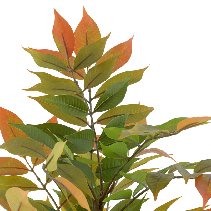 DALBERGIA Copac artificial în ghiveci