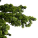 BONSAI Copac artificial, H.180cm