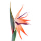BIRD OF PARADISE Floare artificială
