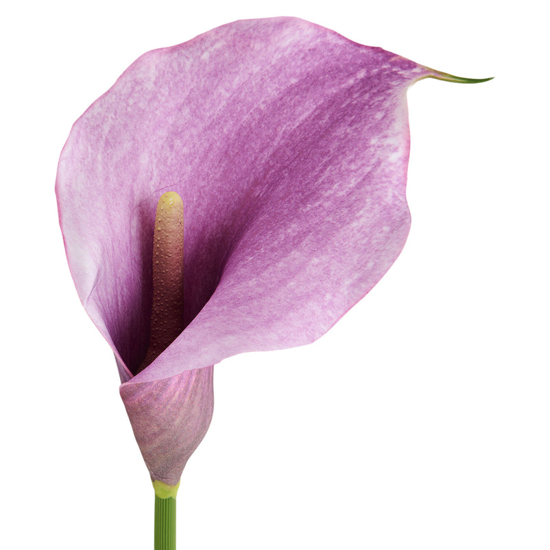 CALLA LILY Floare artificială
