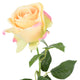 ROSE Floare artificială