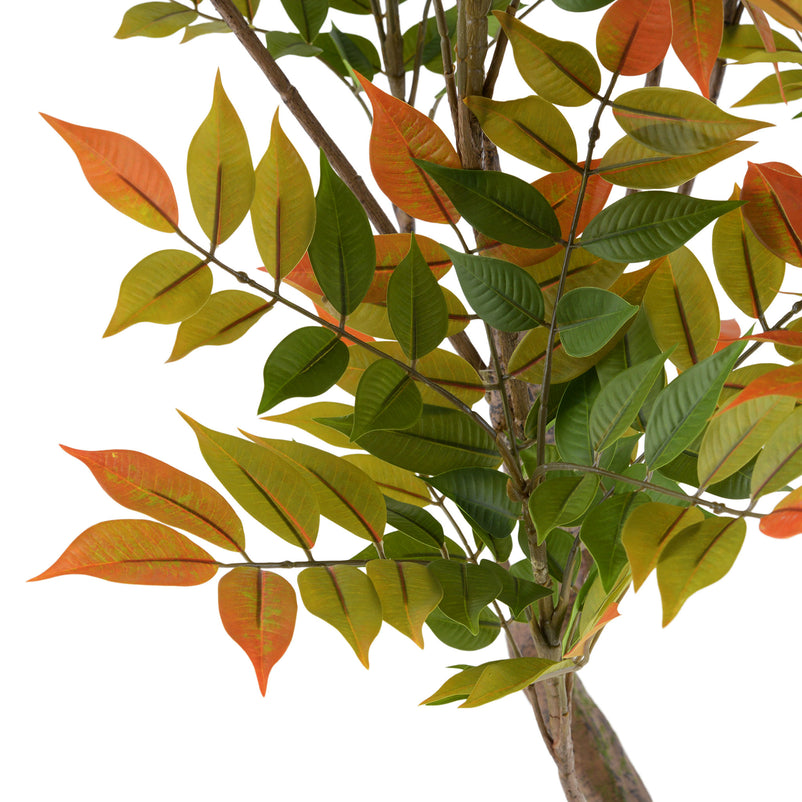 DALBERGIA Copac artificial în ghiveci