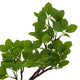 JAPANESE TREE Copac artificial în ghiveci, H.110cm