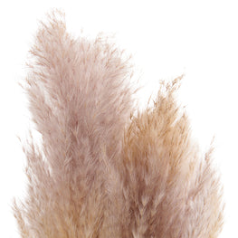 PAMPAS Mănunchi fire naturale