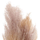 PAMPAS Mănunchi fire naturale