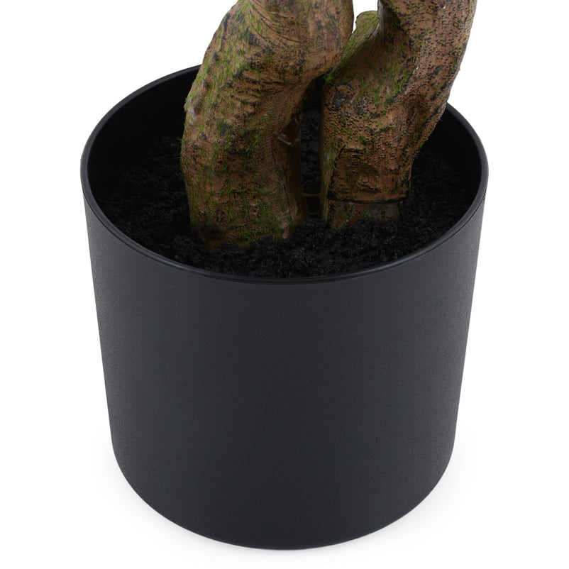 DALBERGIA Copac artificial în ghiveci