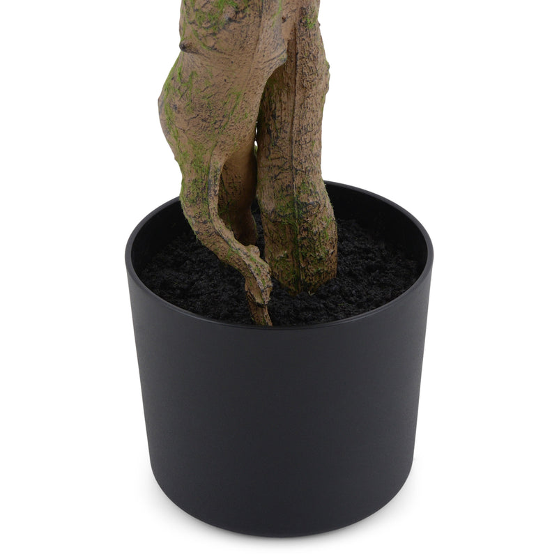 DALBERGIA Copac artificial în ghiveci