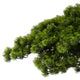 BONSAI Copac artificial, H.220cm