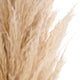 PAMPAS Mănunchi fire naturale