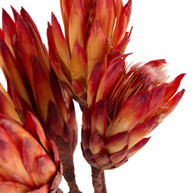 PROTEA Mănunchi fire naturale