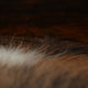 COW HIDE123 Covor cameră