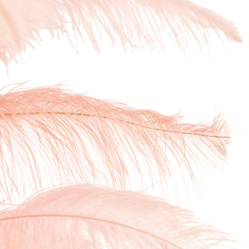 FEATHERS Plantă decorativă