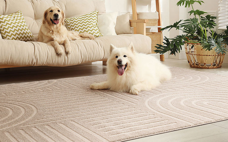 LIVRARE GRATUITĂ la covoarele din colecție de la Mobexpert 