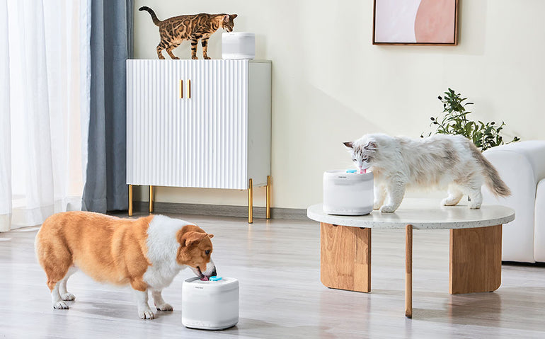 20% REDUCERE la produsele din colecția Pet Shop de la Mobexpert 