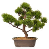 BONSAI Copac artificial în ghiveci, H.30cm