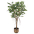 FICUS Copac artificial