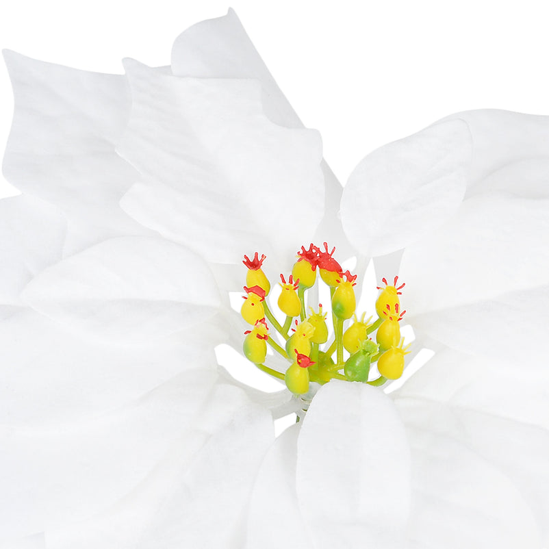 CRACIUNITA Floare decorativă