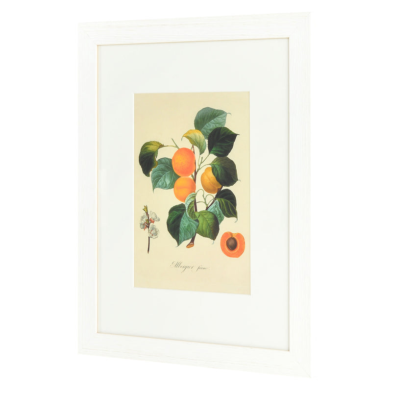 ALBERGUER FRANC Poster înrămat