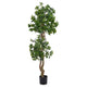 PITTOSPORUM Copac artificial