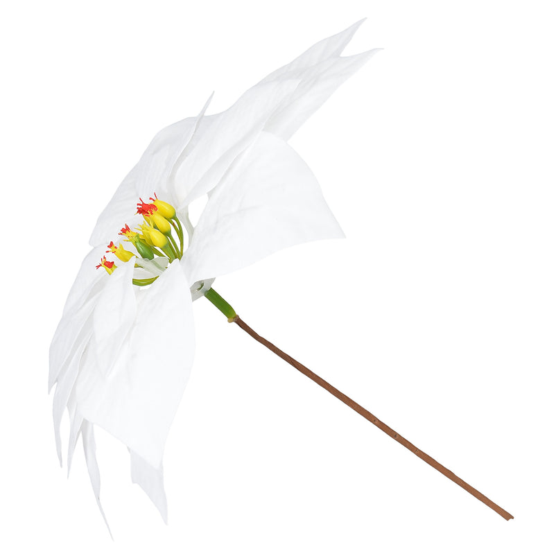 CRACIUNITA Floare decorativă