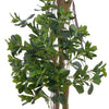 PITTOSPORUM Copac artificial