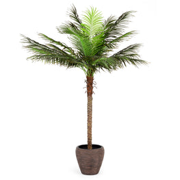 PHOENIX PALM Copac artificial în ghiveci, H.210cm