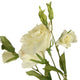 LISIANTHUS Floare artificială