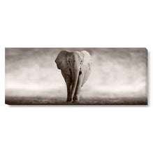 ELEPHANT KING Tablou canvas