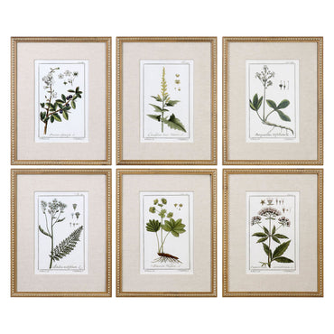 GREEN FLORAL BOTANICAL STUDY Set 6 tablouri